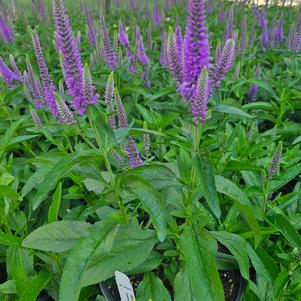 Veronia longifolia 'Balskywac'