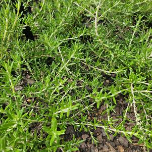 Rosmarinus officinalis 