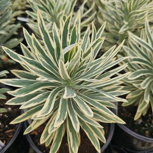 Euphorbia characias 'Tasmanian Tiger'