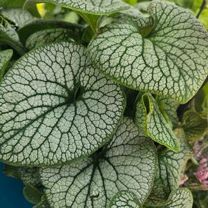 Brunnera macrophylla 'Balfroskin'