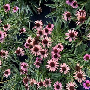 Echinacea 'CBG Cone2'