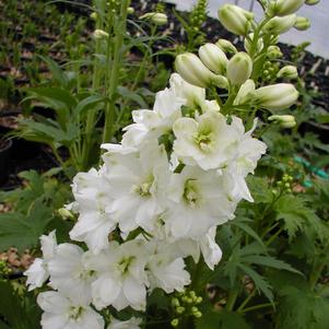 Delphinium elatum 'Guardian White'