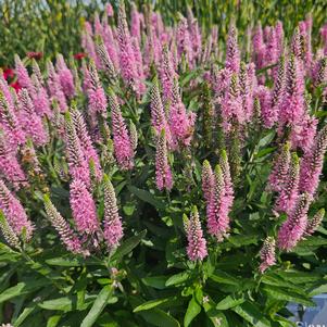 Veronica 'Balskywink'