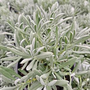 Lavandula x intermedia 'Hillav'