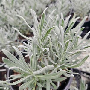 Lavandula x intermedia 'Tesseract'