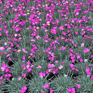 Dianthus gratianopolitanus 'Firewitch'