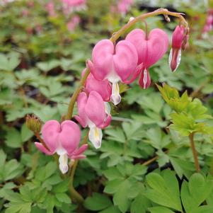 Dicentra spectabilis 