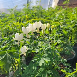 Dicentra spectabilis 'Alba'