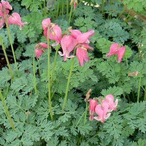 Dicentra x 'King of Hearts'