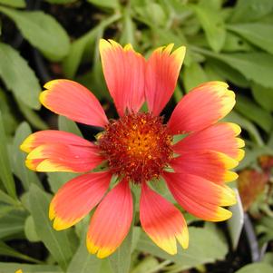 Gaillardia 'Arizona Sun'