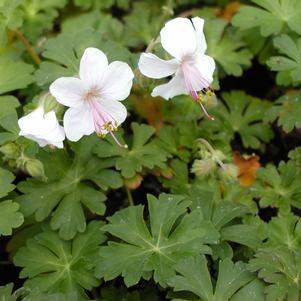 Geranium x cantabrigiense 'Biokovo'