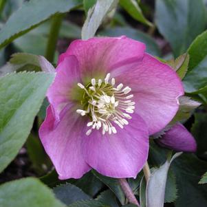 Helleborus orientalis 