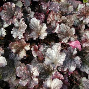 Heuchera x 'Plum Pudding'