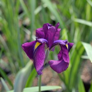 Iris ensata 'Variegata'