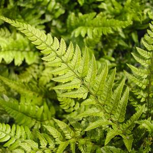 Polystichum tsus-simense 