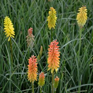 Kniphofia uvaria 'Flamenco Mix'