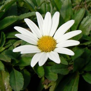 Leucanthemum x superbum 'Becky'