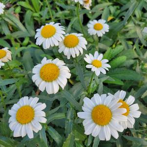 Leucanthemum x superbum 'Snow Cap'