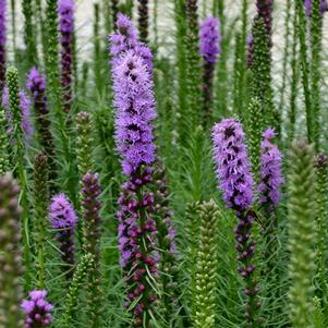 Liatris spicata 