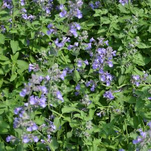 Nepeta x faassenii 'Walker's Low'