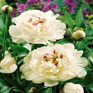 Paeonia lactiflora 'Festiva Maxima'