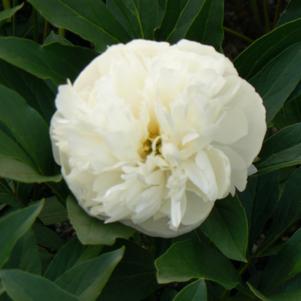 Paeonia lactiflora 'Duchesse de Nemours'