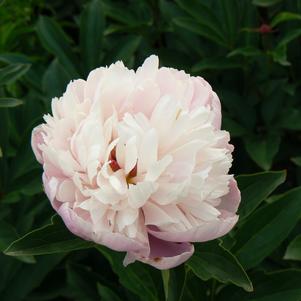 Paeonia lactiflora 'Sorbet'