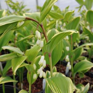 Polygonatum odoratum 'Variegatum'