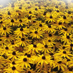 Rudbeckia fulgida 'Goldsturm'