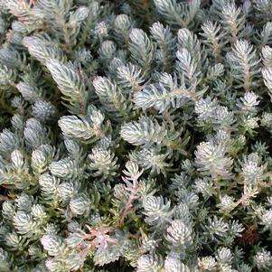 Sedum reflexum 'Blue Spruce'