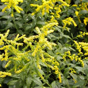 Solidago rugosa 'Fireworks'