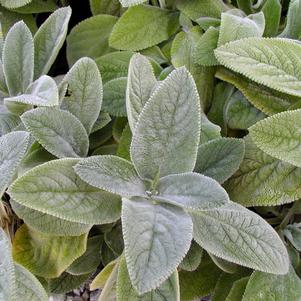 Stachys byzantina 'Silver Carpet'