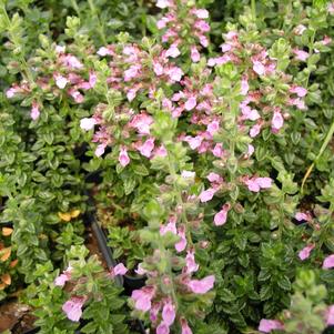 Teucrium chamaedrys 