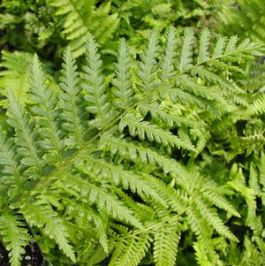 Dryopteris filix-mas 