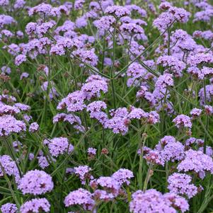 Verbena bonariensis 