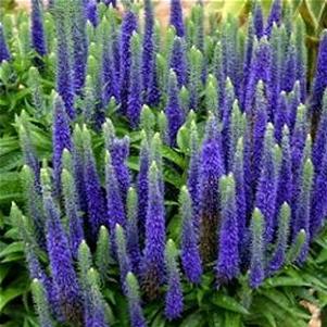 Veronica spicata 'Glory'