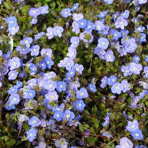 Veronica peduncularis 'Georgia Blue'