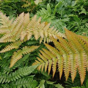 Dryopteris erythrosora 'Brilliance'