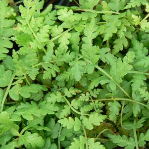 Osmunda cinnamomea 