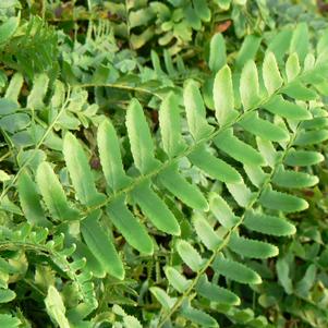 Polystichum acrostichoides 