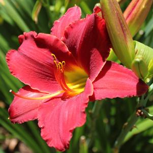 Hemerocallis x 'Red Razzamatazz'