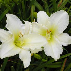 Hemerocallis x 'Sunday Gloves'