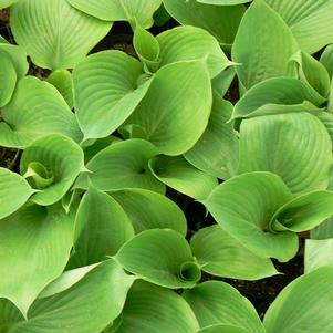 Hosta x 'Sum and Substance'