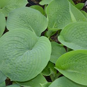 Hosta x 'Elegans'