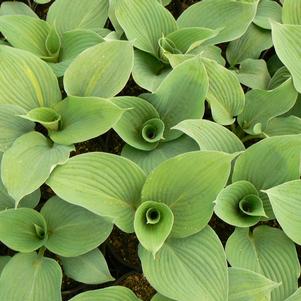 Hosta x 'Blue Angel'