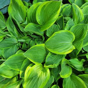 Hosta x 'Golden Tiara'