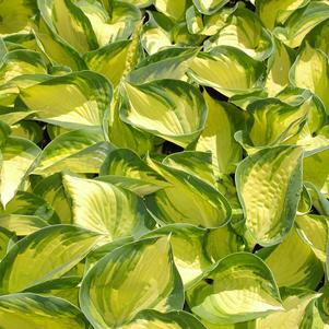 Hosta x 'Great Expectations'