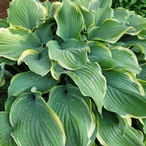 Hosta x 'Regal Splendor'