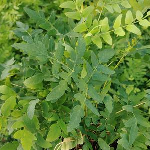 Osmunda regalis 