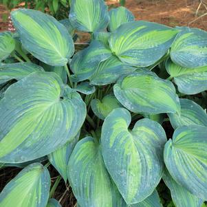 Hosta x 'June'